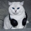 djrichochet